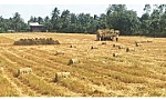 Giảm diện tích sản xuất lúa, nông dân ĐBSCL vẫn có lợi