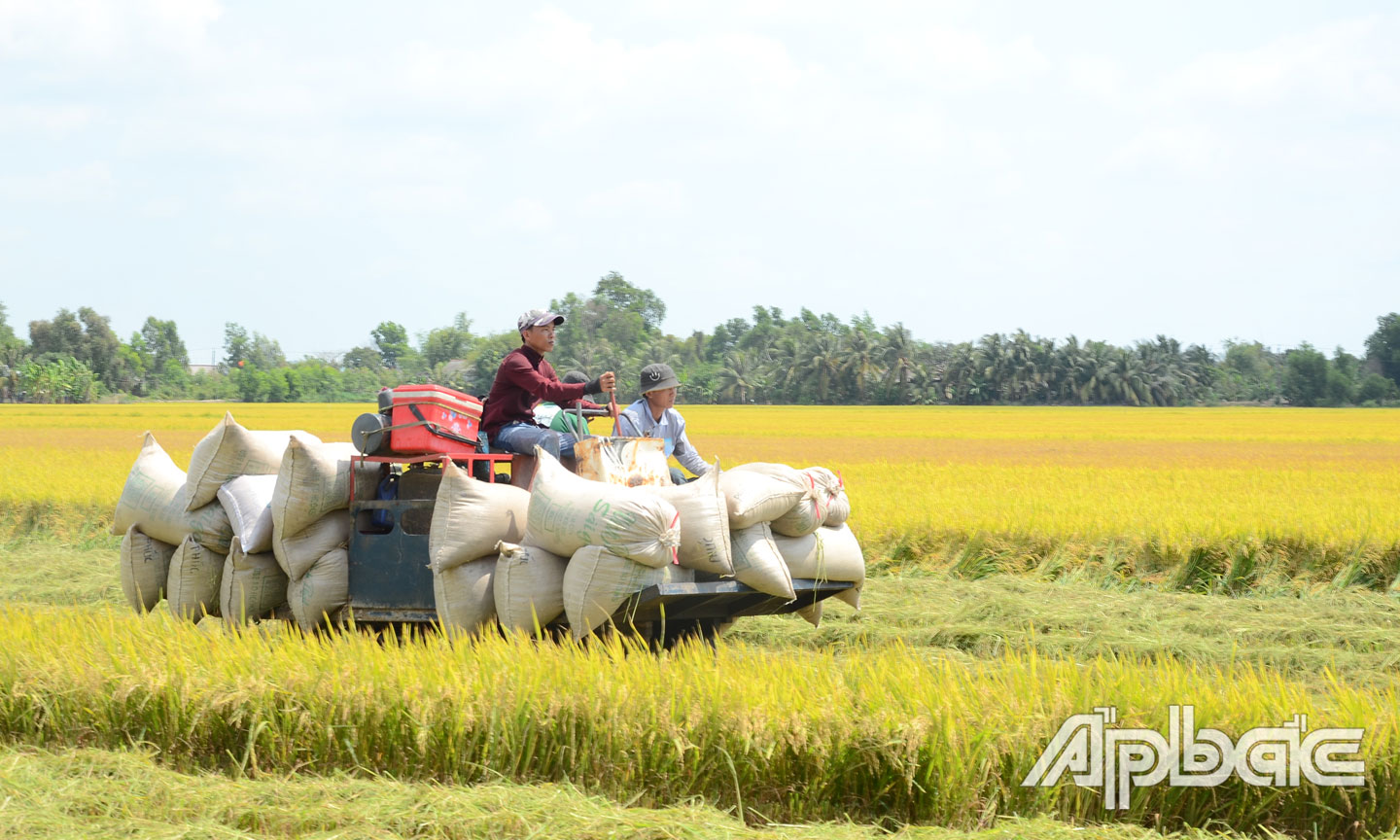 Vụ lúa đông xuân năm nay, nông dân xã Tân Hòa Tây (huyện Tân Phước) thắng đậm.