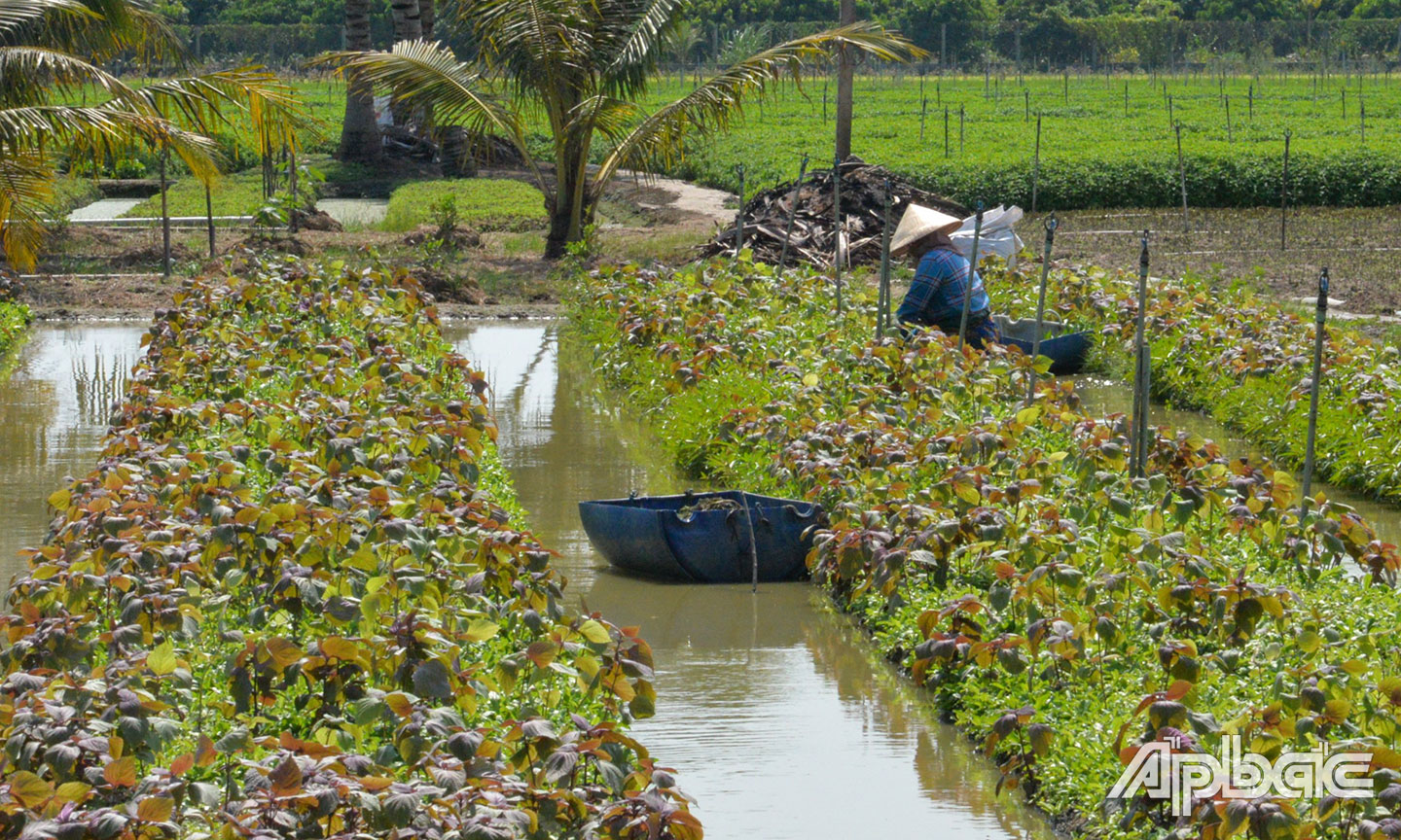 Các liếp rau ở huyện Châu Thành vẫn đang phát triển xanh tốt nhờ chủ động triển khai các biện pháp phòng, chống hạn, mặn.