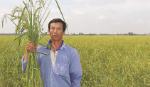 Hạt gạo lúa mùa chứa đựng chất lẫn hồn dân tộc Việt