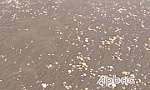 Xuất hiện nghêu chết khu vực biển Tân Thành