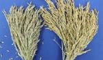 Lai tạo thành công giống lúa màu chất lượng cao từ nguồn gene lúa cổ truyền