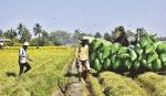 Xuất khẩu gạo giảm: Cần những đánh giá khách quan