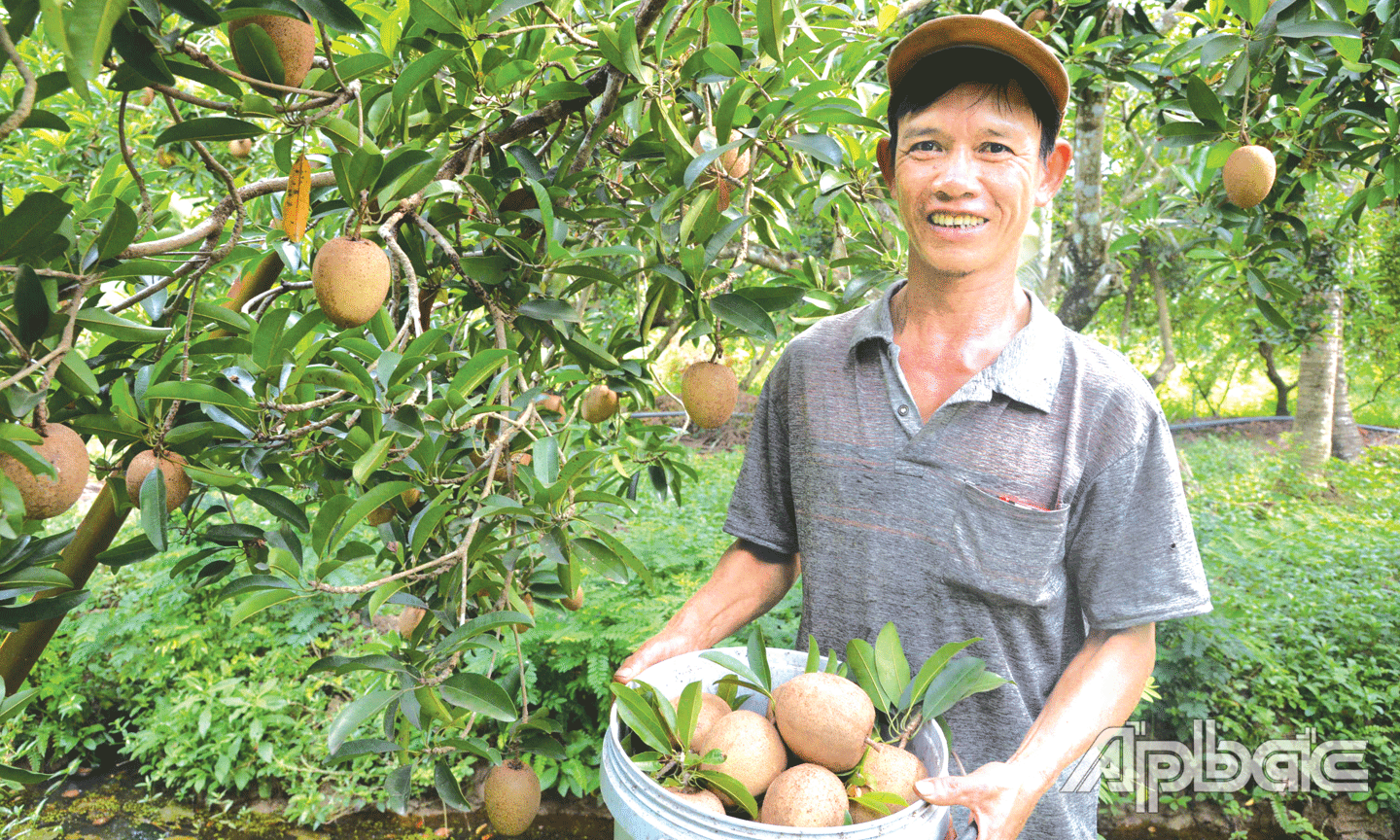 Nhiều hộ gia đình ở xã Kim Sơn làm giàu từ cây sa pô.