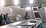 Việt Nam tiếp tục duy trì vị thế về xuất khẩu gạo