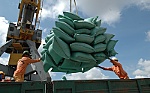 Xuất khẩu gạo vượt bão Covid-19