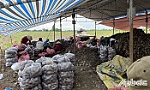 Tiền Giang hỗ trợ tiêu thụ hơn 3 tấn khoai lang tím cho nông dân Vĩnh Long