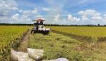 Tiêu thụ lúa gạo ĐBSCL, cần tạo thuận lợi cho hoạt động thu mua