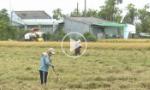 Tiền Giang: Tạo điều kiện thuận lợi để nông dân thu hoạch lúa hè thu