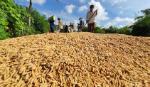 Chi phí sản xuất lúa vụ Hè thu tại ĐBSCL tăng hơn 143.000 đồng/tấn