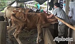 Huyện Gò Công Tây: Chủ động phòng bệnh viêm da nổi cục trên gia súc