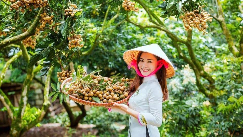 Longan is directly exported to Western European countries such as the Netherlands, Belgium, France, Germany, and the UK. (Illustrative image/baohungyen.vn).