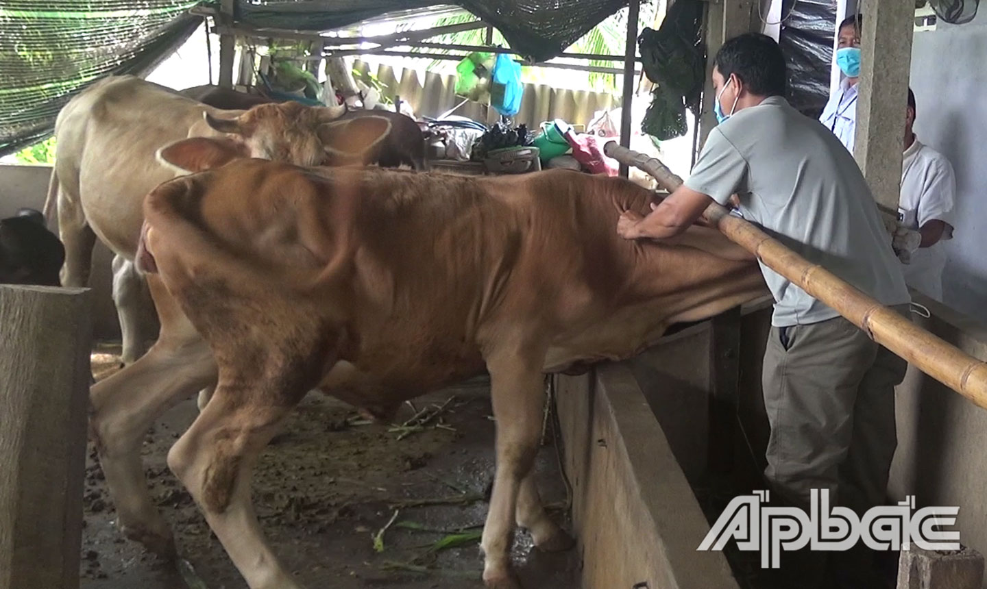 Tiêm vắc xin phòng bệnh VDNC trên bò tại xã Bình Nhì.