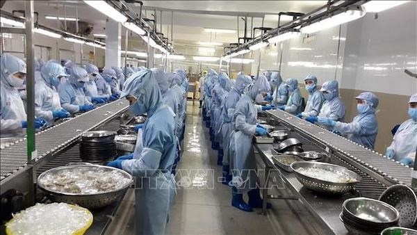 Processing shrimp for export in Khanh Hoa province (Photo: VNA).