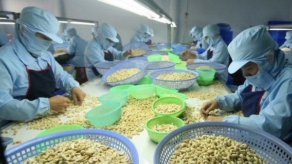 Vietnam exported US$16.47 million worth of cashew to Turkey in the first half of 2021. (Photo: VNA).