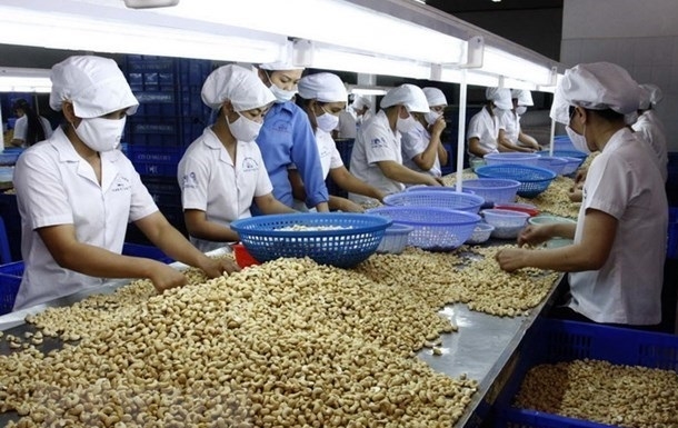 Processing cashew nuts for export (Photo: VNA).