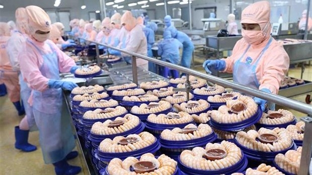 The production of shrimp for export at a factory of Minh Phu Seafood Corp in Nam Song Hau Industrial Park (Hau Giang province). (Photo: VNA).