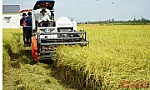Sản xuất lúa khu vực Nam Bộ vượt qua khó khăn