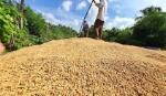 Giá thành sản xuất lúa hè thu ở ĐBSCL lên cao nhất kể từ năm 2018