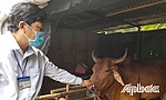 Tiền Giang: Xảy ra bệnh viêm da nổi cục trên trâu, bò ở 10 huyện, thị, thành