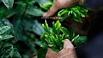 Trà Thái Nguyên: Danh trà của Việt Nam
