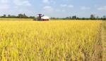 Giá gạo xuất khẩu của Việt Nam tăng mạnh, vượt Thái Lan