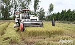 Vụ lúa hè thu 2021: Đảm bảo an toàn dịch bệnh trong mùa thu hoạch