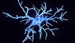 Phát hiện mới về vai trò thiết yếu của tế bào miễn dịch não