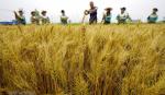 Trung Quốc công bố các thành tựu nổi bật trong khoa học nông nghiệp