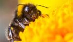 Vi khuẩn đường ruột của ong có thể giúp cải thiện trí nhớ
