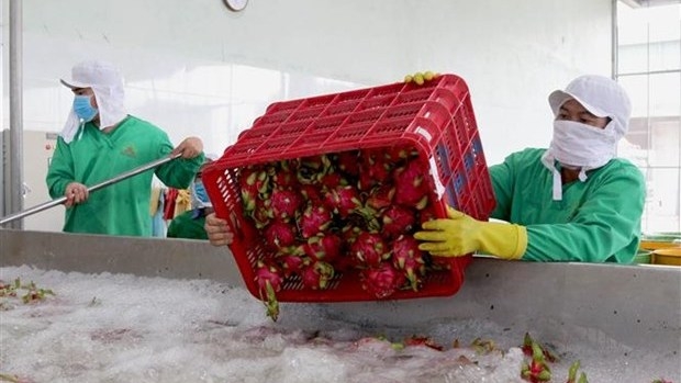 Dragon fruits are undergoing preliminary processing at Nafood in Long An Province. (Photo: VNA).