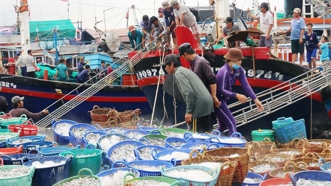 Fish is carried from boats at Ca Na Fishing Port in Thuan Nam district, south central province of Ninh Thuan. (Photo: Cong Thu/VNA).