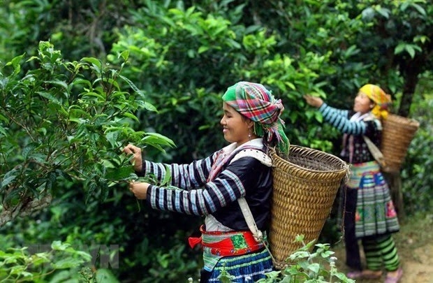 Vietnam wins big tea contract with Malaysian partner (Photo: VNA).