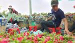Trung Quốc dừng cảng biển dịp Tết Nguyên đán, xuất khẩu rau quả Việt Nam sẽ gặp khó?
