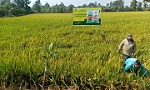 Phân bón Cà Mau tối ưu bộ sản phẩm NPK một hạt giúp kiến tạo giá trị bền vững nông sản Việt