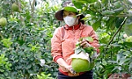 Mỹ mở cửa thị trường cho trái bưởi Việt Nam