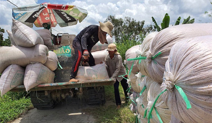 Thị trường số 1 hạn chế mua, giá gạo xuất khẩu Việt quay đầu giảm