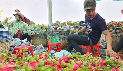Trung Quốc dừng cảng biển dịp Tết Nguyên đán, xuất khẩu rau quả Việt Nam sẽ gặp khó?