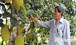 Hội Nông dân huyện Cái Bè: Giúp nông dân vượt khó, phát triển sản xuất