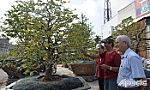 Nâng cao kiến thức nghệ thuật tạo dáng bonsai, cây cảnh