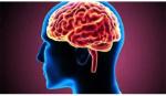 Nghiên cứu mới phát hiện về sự tiến hóa của não bộ người