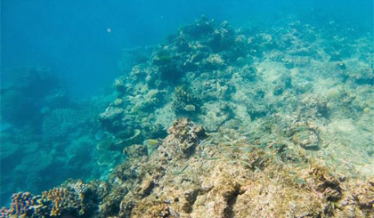 Phát hiện quần thể san hô nguyên sơ khổng lồ trên Thái Bình Dương