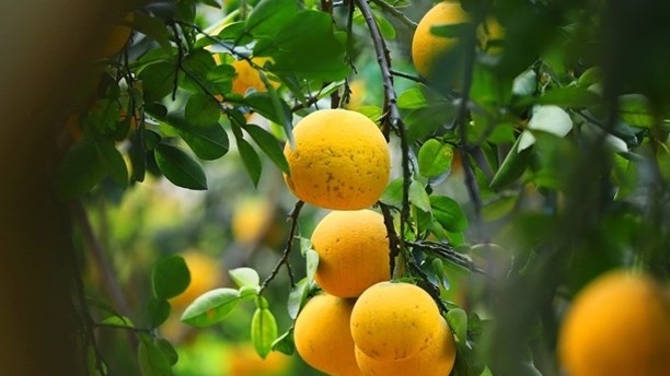 Vietnam’s pomelo has received green light from the US side. (Illustrative image/Source: VNA).