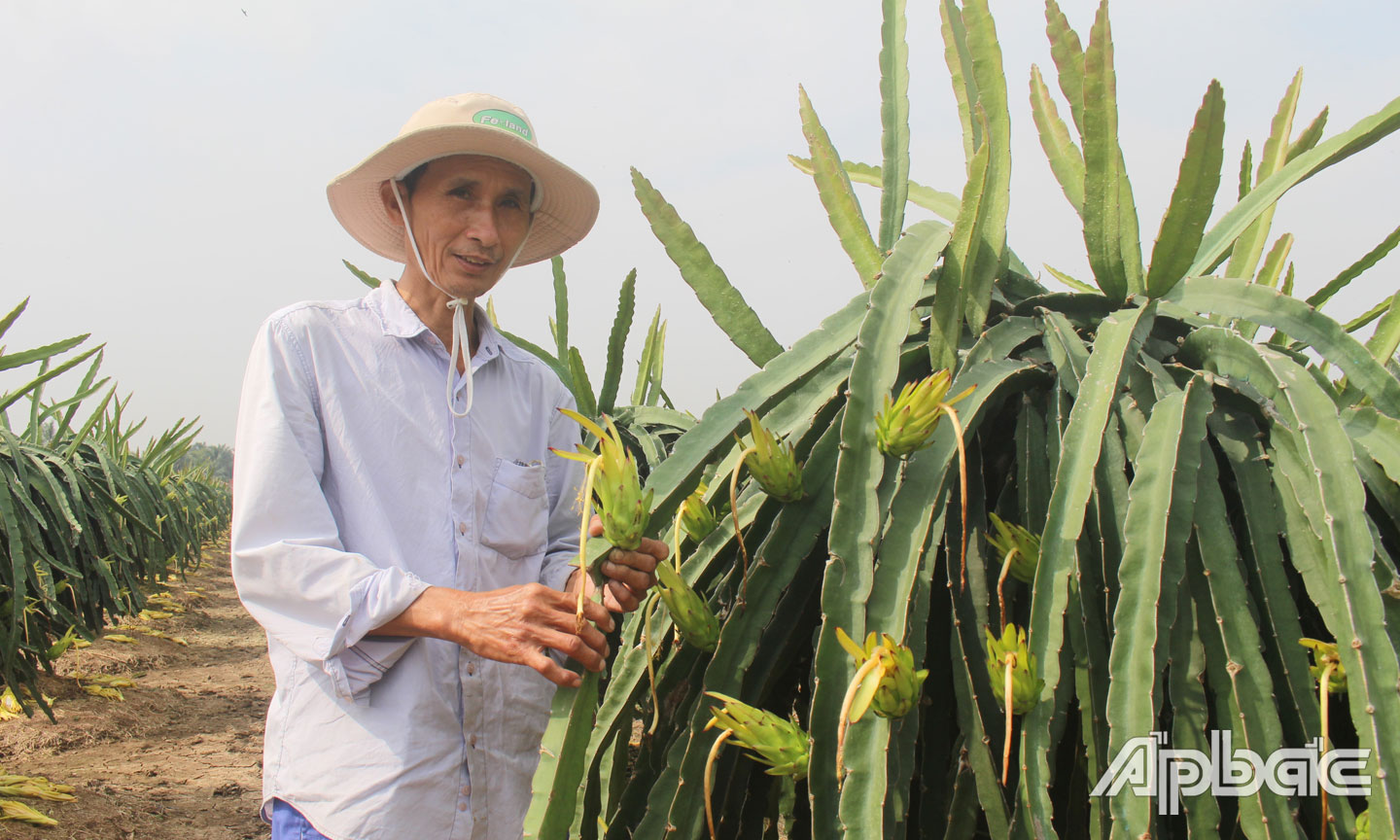 Anh Nguyễn Văn Đỉnh bên vườn cây thanh long đang vụ ra hoa.