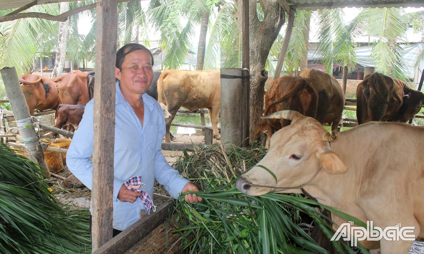 Anh Trần Văn Cường đang chăm sóc đàn bò.
