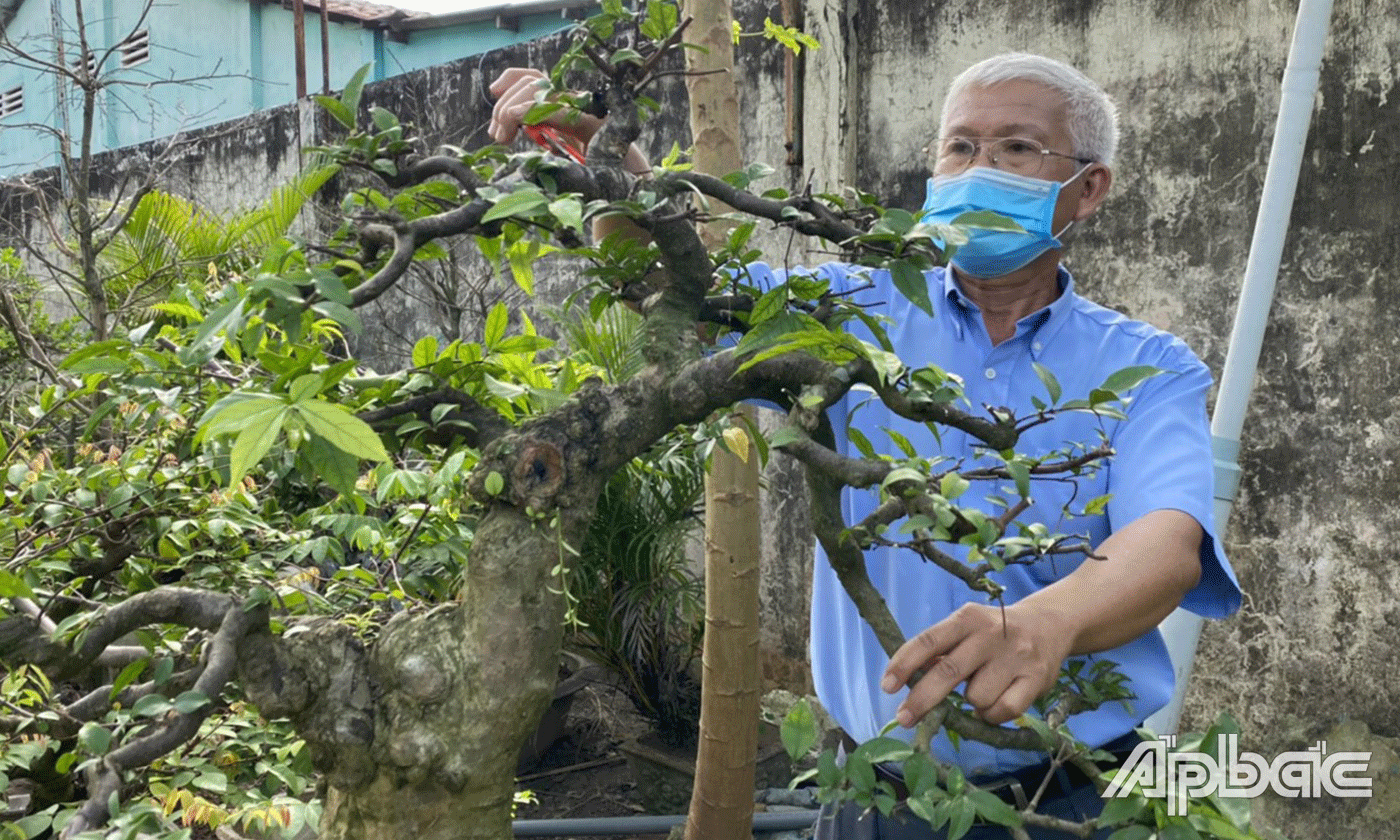 Chủ tịch Hội Sinh Vật Cảnh tỉnh Tiền Giang Phạm Văn Chính đang chăm sóc vườn kiểng của mình.