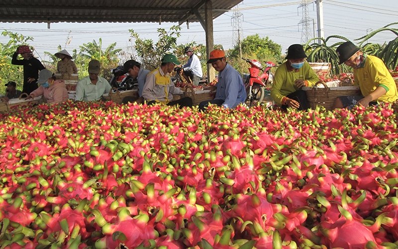 Prices of dragon fruit in Binh Thuan and Long An are falling sharply, causing great damage to farmers. (Photo: THANH PHONG).