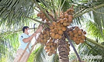 Huyện Chợ Gạo: Phát triển bền vững cây dừa