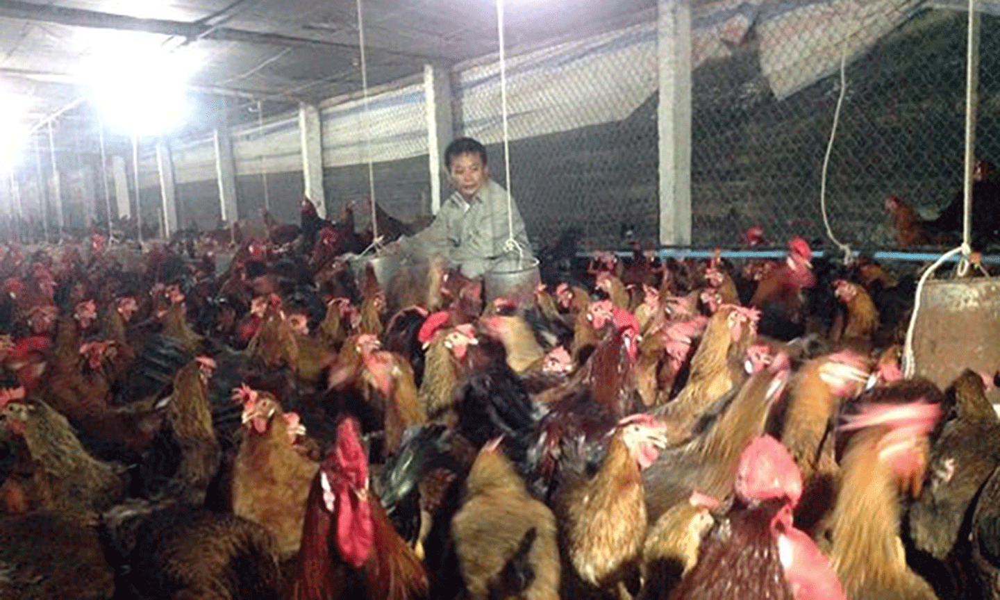 Nông dân huyện Chương Mỹ (Hà Nội) chăm sóc gà. Ảnh: NGỌC SƠN