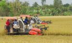 Bảo đảm lợi nhuận cho người trồng lúa